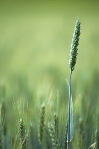 wheat field, cereal plant, field-6581723.jpg